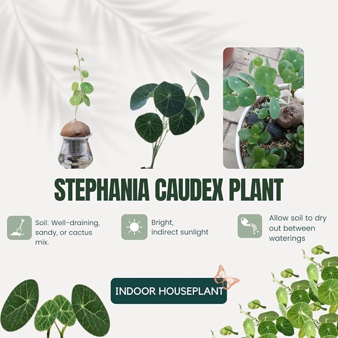 6-7 Cm Stephania Cephalantha Plant Caudex, Already Sprouts, Rare Succulent with No Hair Roots from 2.5 to 3" Wide Caudex for Planting, Home Decor, Houseplant, Cold Hardy