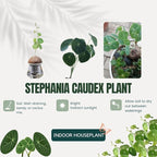 6-7 Cm Stephania Cephalantha Plant Caudex, Already Sprouts, Rare Succulent with No Hair Roots from 2.5 to 3" Wide Caudex for Planting, Home Decor, Houseplant, Cold Hardy