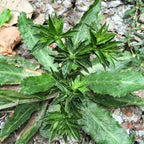 Culantro Plant Live, Culantro Plant for Garden, Indoor Outdoor Plant, Outdoor Vegetable Plant Bareroot, 3 Inches Tall, Green