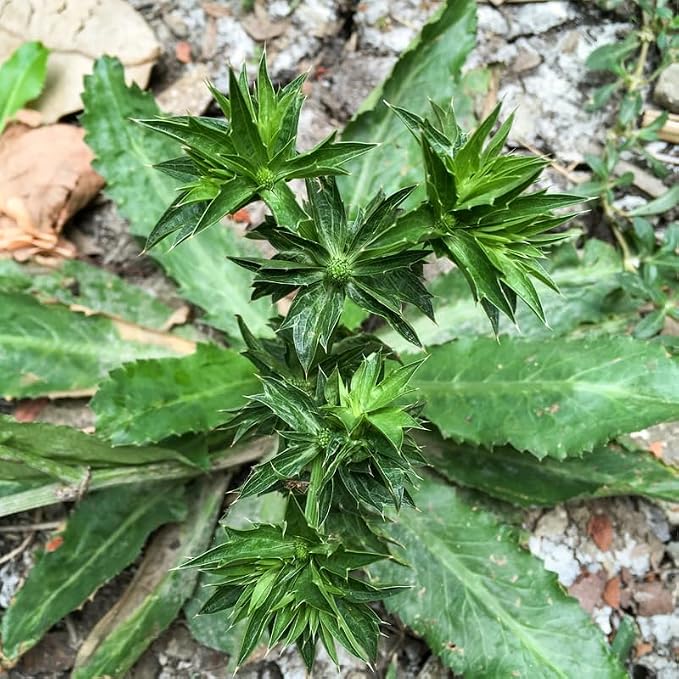 Culantro Plant Live, Culantro Plant for Garden, Indoor Outdoor Plant, Outdoor Vegetable Plant Bareroot, 3 Inches Tall, Green