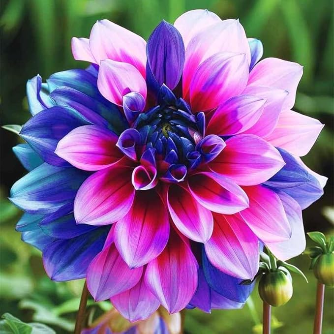 320+ Annual Mix Dahlia Seeds to Plant - Rare Non-GMO Dahlia Seeds, Beautiful Outdoor Flowers