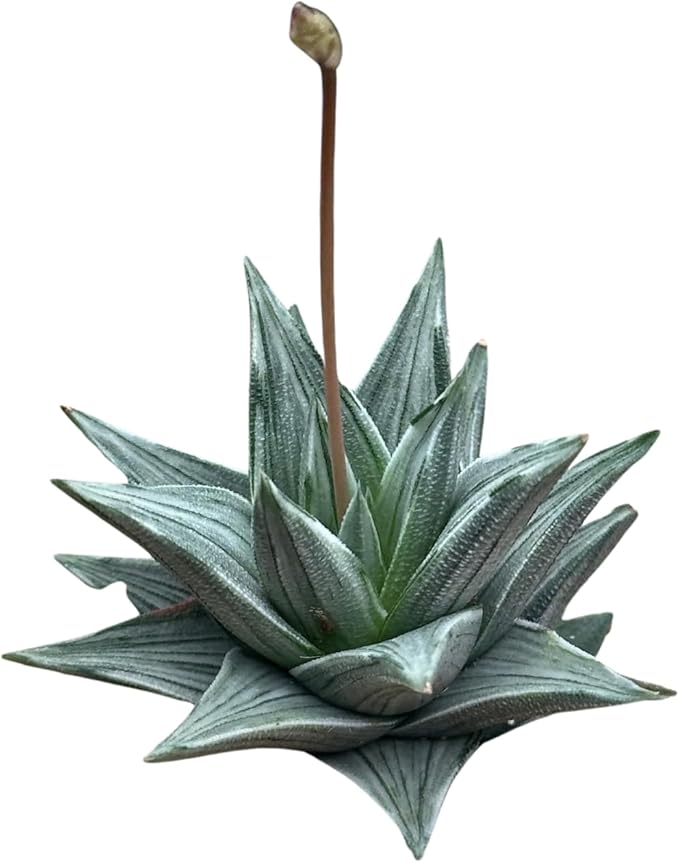 Rare Haworthia Ivory Tower White Variegata - Succulent Plants - Unique Varieties | Live Indoor Plants | Low-Maintenance | Great for Collectors, Home, Office, and Gifts