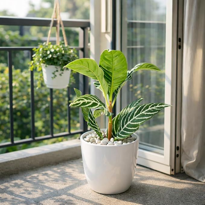 Aphelandra Zebra Plant (4 inch) - Pet-Friendly Houseplants - Attractive Indoor Plants, Easy to Grow, Pet Safe Plants for Cats & Dogs, Ideal for Home Decor, Office & Gift
