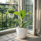 Aphelandra Zebra Plant (4 inch) - Pet-Friendly Houseplants - Attractive Indoor Plants, Easy to Grow, Pet Safe Plants for Cats & Dogs, Ideal for Home Decor, Office & Gift