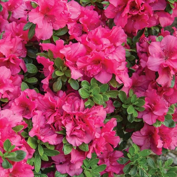 Deep Pink Azalea Plant Live, 7 Months Old Rhododendron Like, Azalea Rhododendron Tree Flowers Plants Live Bush in Pot