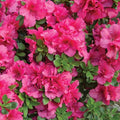 Deep Pink Azalea Plant Live, 7 Months Old Rhododendron Like, Azalea Rhododendron Tree Flowers Plants Live Bush in Pot