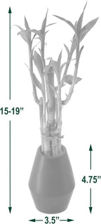 Arcadia Garden Products 5-Stem Lucky Bamboo, Live Indoor Plant in Dimension II Ceramic Planter for Home, Work, or Gift, Tan ***Cannot Ship to Hawaii***