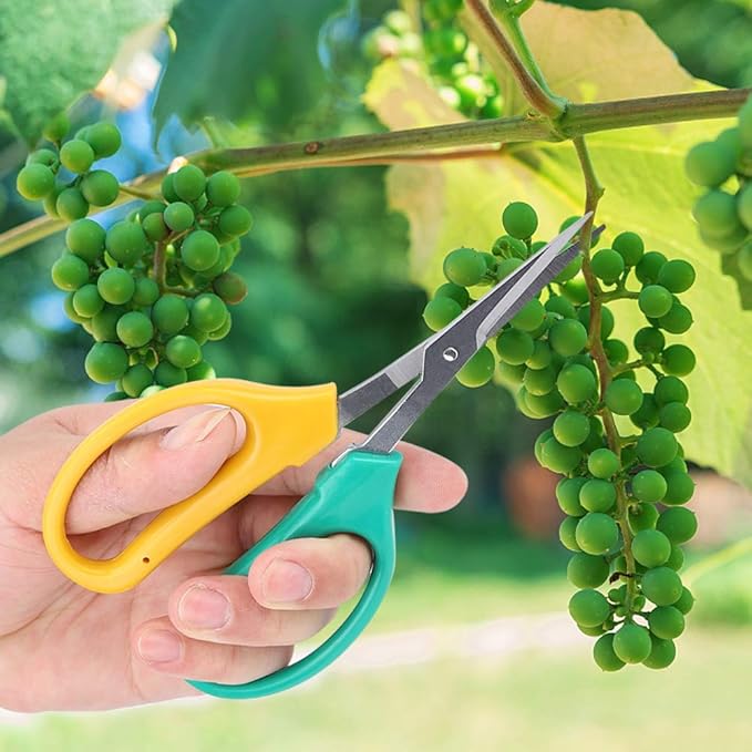 Kikumi Garden Shears with Long Handle, Curved Blade, Grape Scissors, Stainless Steel Bonsai Scissors, Scissors for Picking Fruit Branches