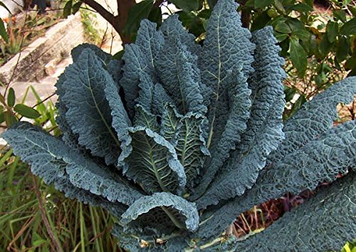 1000 Kale Mixed Seeds, This is a Mix Dwarf Blue Curled, Lacinato Dinosaur, Siberian Dwarf, Russian Red, Heirloom Non-GMO USA Grown Brassica oleracea