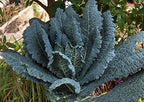 1000 Kale Mixed Seeds, This is a Mix Dwarf Blue Curled, Lacinato Dinosaur, Siberian Dwarf, Russian Red, Heirloom Non-GMO USA Grown Brassica oleracea