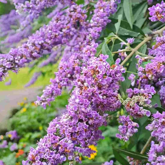 300 PCS Butterfly Bush Seeds (Buddleja) – Perennial Flower Shrub Seeds Fragrant Blooms for Outdoor Garden Planting