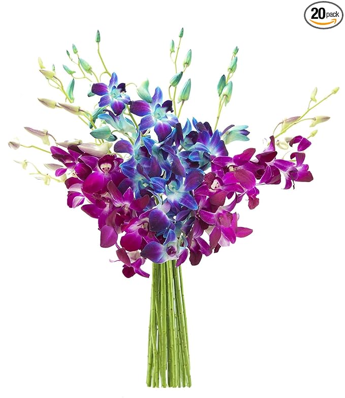 KaBloom - Bouquet of 10 Blue and 10 Purple Orchid - Fresh Flowers for Birthday, Valentine's & Mother's Day