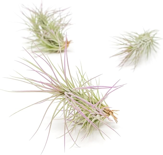 Lavender Colorful Tillandsia Air Plants - Long Lasting Color Enhanced Live Tillandsia Succulent House Plants - Home and Garden Decor - Easy Care Indoor/Outdoor Air Plant