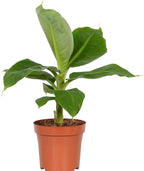 American Plant Exchange Dwarf Banana Plant – Live 6-Inch Potted Tropical Houseplant, Fast-Growing Fruit Tree with Lush Green Foliage for Indoor Jungle Décor, Patios, and Edible Gardens