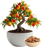 Bonsai Peach Tree Seeds – 2 Large Seeds for Miniature Fruit-Bearing Trees – Easy to Grow, Hardy, Produces Sweet Peaches - Great for Beginner Bonsai - Ideal for Home Garden