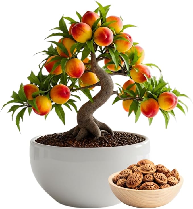 Bonsai Peach Tree Seeds – 2 Large Seeds for Miniature Fruit-Bearing Trees – Easy to Grow, Hardy, Produces Sweet Peaches - Great for Beginner Bonsai - Ideal for Home Garden