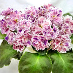 50 Saintpaulia Flower Seeds for Planting, Mixed Color Rare African Violet Seed, Perennial Non-GMO African Violet Seeds for Small Garden Border, Home Outdoor
