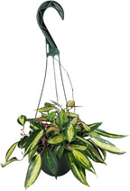 Hoya Pot of Gold - Inner Variegated Hoya Latifolia FKA Macrophylla Inner Variegated - Available in 3.5", 4.5" Pot & 6" Pot - Hoya Plants Live Houseplants (Multiple Plants/Vines, 6" Hanging Pot)