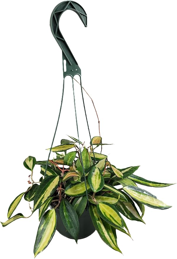 Hoya Pot of Gold - Inner Variegated Hoya Latifolia FKA Macrophylla Inner Variegated - Available in 3.5", 4.5" Pot & 6" Pot - Hoya Plants Live Houseplants (Multiple Plants/Vines, 6" Hanging Pot)