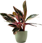 Live Plant Stromanthe Triostar, Pet-Friendly, Tricolor Prayer Plant, 12-16" Tall, Indoor Plant, Easy to Care, Rare Plant, 4.7 inch Decorative Pot (Sage)