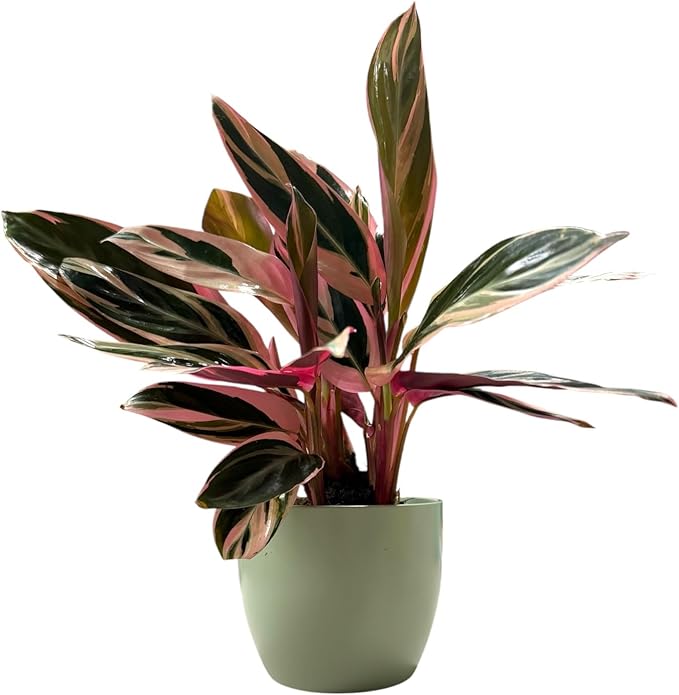 Live Plant Stromanthe Triostar, Pet-Friendly, Tricolor Prayer Plant, 12-16" Tall, Indoor Plant, Easy to Care, Rare Plant, 4.7 inch Decorative Pot (Sage)