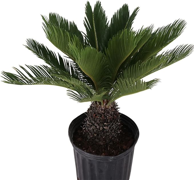 American Plant Exchange Sago Palm – Live 10-Inch Potted Tropical Plant, Easy-Care Indoor & Outdoor Palm, Low-Maintenance Drought-Tolerant Cycad for Home, Office, Patio & Landscape Décor