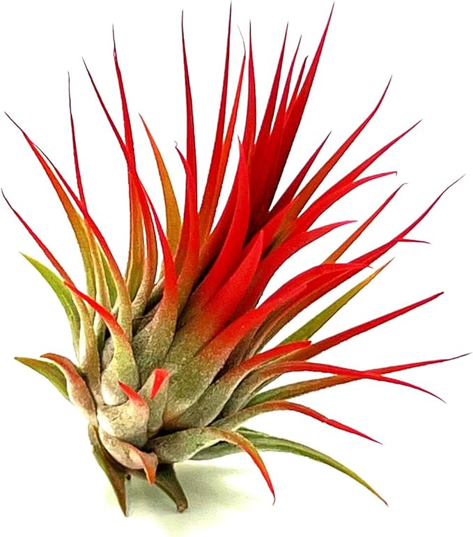 ragnaroc Air Plants - Tillandsia Ionantha, Regular 2-3" - 1ct - Organically Enhanced Color - Live Arrival Guaranteed - House Plants for Home Decor & Gift, Jule Red