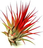 ragnaroc Air Plants - Tillandsia Ionantha, Regular 2-3" - 1ct - Organically Enhanced Color - Live Arrival Guaranteed - House Plants for Home Decor & Gift, Jule Red