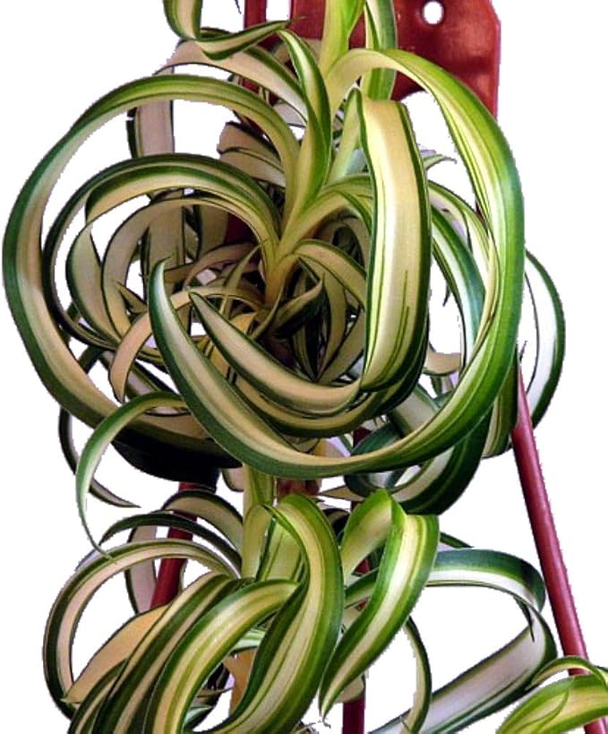 Bonnie Curly Spider Plant - Clean Air Plant - 2.5" Pot