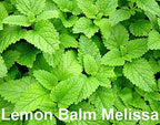 Please Read This is A Mix 100 Mint Mix Seeds 4 Varieties Peppermint, Spearmint, Lemon Mint, Lemon Balm Melissa, Heirloom Non-GMO. The Seeds are Mixed, Mentha Spicata, US Grown