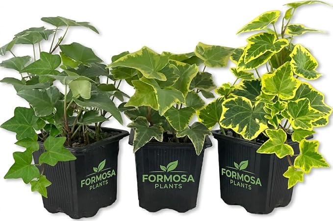 English Ivy Variety 3 Pack- 3 Live Plants in 3 Inch Pots - Clean Air Variegated, Golden, Green Indoor Air Purifying Houseplants - Hedera Helix