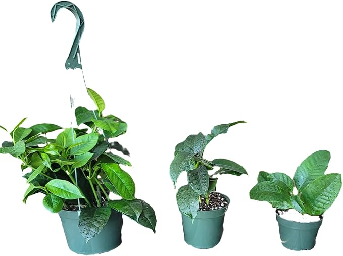 Hoya Shooting Star - Hoya Multiflora - Hoya Plants Live Houseplants - Stunning Shooting Star-Shaped Blooms - Air Purifying Tropical Vine - CA Seller (Multiple Plants in 6" Hanging Pot)