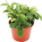 Hoya Carnosa Krinkle Wax Plant Ripple - 6'' from California Tropicals