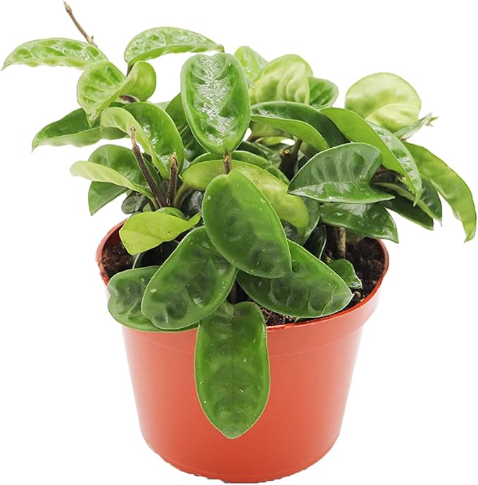 Hoya Carnosa Krinkle Wax Plant Ripple - 6'' from California Tropicals