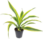 Dracaena Lemon Lime (3 Plants in 6" Grower Pot) - Air-Purifying Bright Light houseplant - Easy to Care Houseplant Decoration for Office and Apartment
