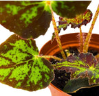 BubbleBlooms Begonia U578 4 inch Rhizomatous Begonia Rhizo Black Green Jagged Spotted
