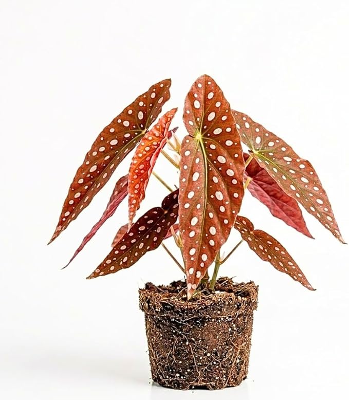 Begonia Live Plant, Begonias Live Plant, Rare Begonias Plants, 5-7 Inches in Height for Indoor Houseplant (Pink Leaf with White Spots Begonia)