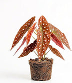 Begonia Live Plant, Begonias Live Plant, Rare Begonias Plants, 5-7 Inches in Height for Indoor Houseplant (Pink Leaf with White Spots Begonia)