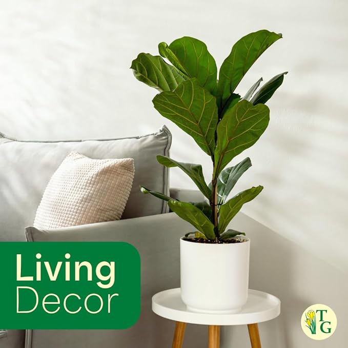 Thorsen's Greenhouse Ficus Lyrata, Fiddle Leaf Fig Plant, Rare, Live Indoor Plant, Collector Plant, Beautiful Foliage, Statement Piece, 6" Diameter Pot (Navy, 6" Pot)