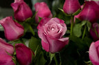 100 pcs Rose Flower Seeds Perennial Flowers Rare Plants Garden Bonsai Garden