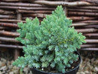 RedCrocus Blue Star Juniper- Compact Evergreen Conifer for Landscapes, Rock Gardens & Containers, Hardy in Zones 4-8, Drought-Tolerant, Pet-Safe 3 Gallon