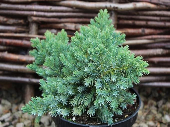 RedCrocus Blue Star Juniper- Compact Evergreen Conifer for Landscapes, Rock Gardens & Containers, Hardy in Zones 4-8, Drought-Tolerant, Pet-Safe 3 Gallon