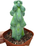 Boobie Cactus Live Plant - Myrtillocactus Geometrizans Fukurokuryuzinboku - 5-6 Inch Height, Unique Succulent Cactus for Indoor and Outdoor Home and Garden Decor, Low Maintenance and Drought-Tolerant