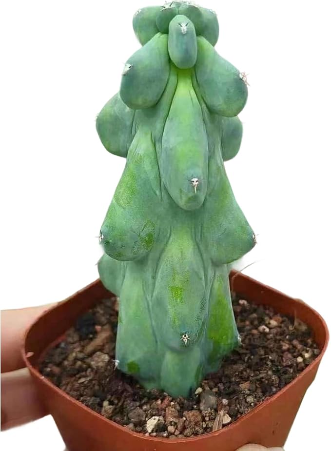 Boobie Cactus Live Plant - Myrtillocactus Geometrizans Fukurokuryuzinboku - 5-6 Inch Height, Unique Succulent Cactus for Indoor and Outdoor Home and Garden Decor, Low Maintenance and Drought-Tolerant