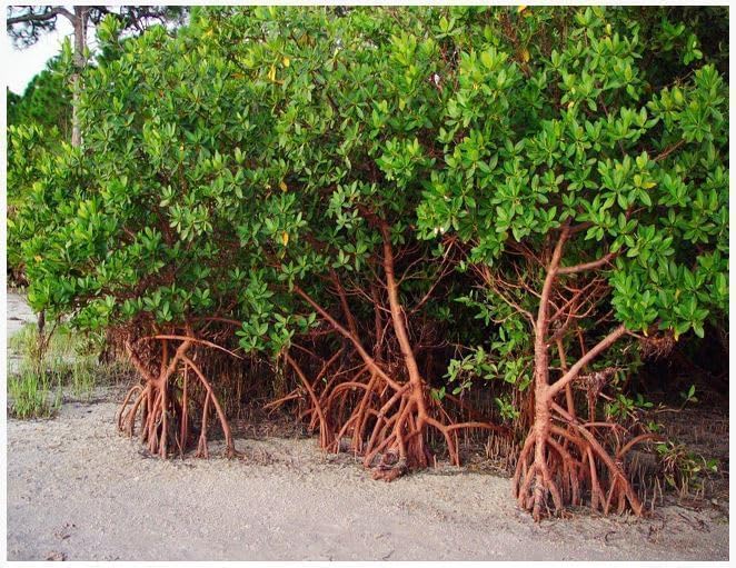 AquaGardens | Red Mangrove | Live Plant (3 Small + Heat)