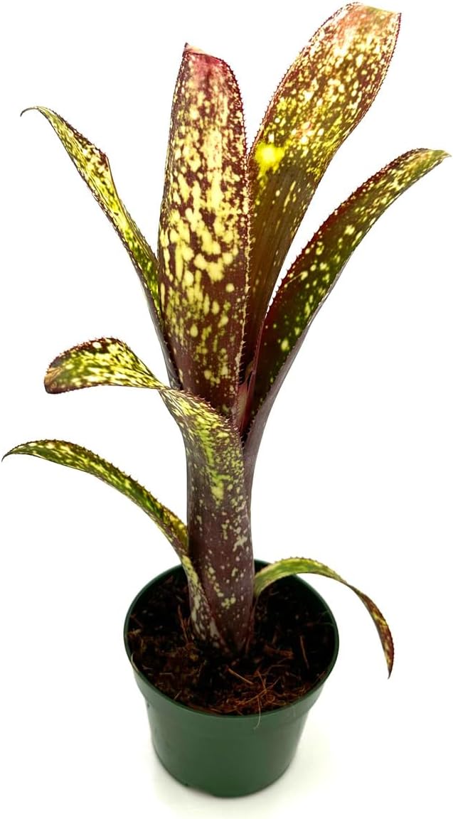 ragnaroc Live Plants – Bromeliad Billbergia Casa Blanca, 8-12" in 4" Pot - 1ct - Live Arrival Guaranteed - House Plants for Home Decor & Gift