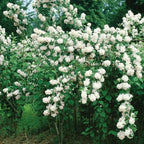 Mock Orange Bush, Philadelphus Shrub Live Plant, Sweet Fragrant Mock Orange Plants Tree Live in Pot, 5-8 Inc Tall