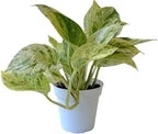 Pothos Live Indoor Plant, 4 inch Pot, Variegated White and Green Leaves - Easy to Care for - Perfect for Indoor and Outdoor Home Decor, Office, and Gift (Snow Queen Pothos)