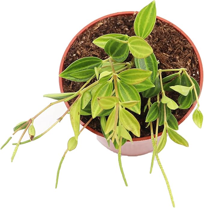 Beetle Peperomia - 4'' from California Tropicals