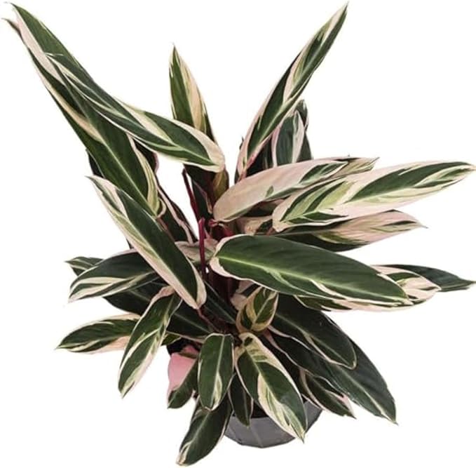 American Plant Exchange Stromanthe Triostar – 10-Inch Pot – Live Tropical Houseplant with Pink, Green & Cream Variegated Leaves, Pet-Friendly Easy Care Plant for Indoor Jungle & Home Décor